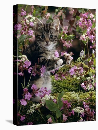 Domestic Cat, 8-Week, Tabby Among Red Campion and Hedge Parsley-Jane Burton-Stretched Canvas