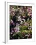 Domestic Cat, 8-Week, Tabby Among Red Campion and Hedge Parsley-Jane Burton-Framed Photographic Print