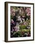 Domestic Cat, 8-Week, Tabby Among Red Campion and Hedge Parsley-Jane Burton-Framed Photographic Print