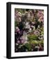 Domestic Cat, 8-Week, Tabby Among Red Campion and Hedge Parsley-Jane Burton-Framed Photographic Print