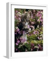 Domestic Cat, 8-Week, Tabby Among Red Campion and Hedge Parsley-Jane Burton-Framed Photographic Print