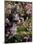 Domestic Cat, 8-Week, Tabby Among Red Campion and Hedge Parsley-Jane Burton-Mounted Photographic Print