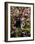 Domestic Cat, 8-Week, Tabby Among Red Campion and Hedge Parsley-Jane Burton-Framed Photographic Print