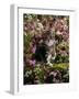 Domestic Cat, 8-Week, Tabby Among Red Campion and Hedge Parsley-Jane Burton-Framed Photographic Print