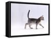 Domestic Cat, 8-Week Ticked-Silver Kitten, Walking Profile-Jane Burton-Framed Stretched Canvas