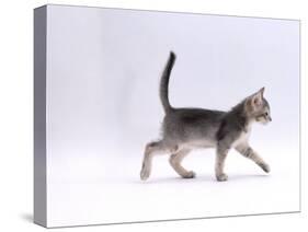 Domestic Cat, 8-Week Ticked-Silver Kitten, Walking Profile-Jane Burton-Stretched Canvas