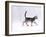 Domestic Cat, 8-Week Ticked-Silver Kitten, Walking Profile-Jane Burton-Framed Photographic Print