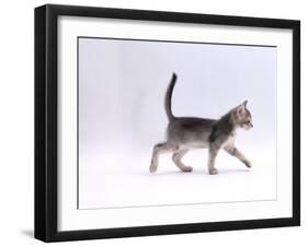 Domestic Cat, 8-Week Ticked-Silver Kitten, Walking Profile-Jane Burton-Framed Photographic Print