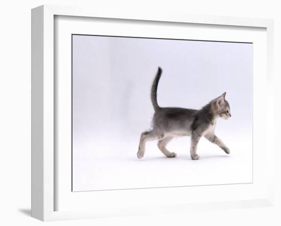 Domestic Cat, 8-Week Ticked-Silver Kitten, Walking Profile-Jane Burton-Framed Photographic Print