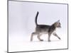 Domestic Cat, 8-Week Ticked-Silver Kitten, Walking Profile-Jane Burton-Mounted Photographic Print