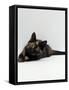 Domestic Cat, 8-Week Tortoiseshell Kitten Ready to Pounce-Jane Burton-Framed Stretched Canvas