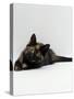 Domestic Cat, 8-Week Tortoiseshell Kitten Ready to Pounce-Jane Burton-Stretched Canvas