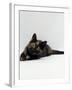 Domestic Cat, 8-Week Tortoiseshell Kitten Ready to Pounce-Jane Burton-Framed Photographic Print