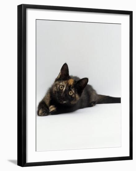 Domestic Cat, 8-Week Tortoiseshell Kitten Ready to Pounce-Jane Burton-Framed Photographic Print