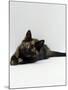 Domestic Cat, 8-Week Tortoiseshell Kitten Ready to Pounce-Jane Burton-Mounted Photographic Print