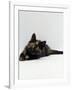 Domestic Cat, 8-Week Tortoiseshell Kitten Ready to Pounce-Jane Burton-Framed Photographic Print