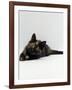 Domestic Cat, 8-Week Tortoiseshell Kitten Ready to Pounce-Jane Burton-Framed Photographic Print