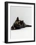 Domestic Cat, 8-Week Tortoiseshell Kitten Ready to Pounce-Jane Burton-Framed Photographic Print