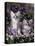 Domestic Cat, 8-Week, Two Fluffy Silver Tabby Kittens Amongst Winter-Flowering Pansies-Jane Burton-Stretched Canvas