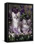 Domestic Cat, 8-Week, Two Fluffy Silver Tabby Kittens Amongst Winter-Flowering Pansies-Jane Burton-Framed Stretched Canvas