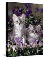 Domestic Cat, 8-Week, Two Fluffy Silver Tabby Kittens Amongst Winter-Flowering Pansies-Jane Burton-Stretched Canvas