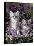 Domestic Cat, 8-Week, Two Fluffy Silver Tabby Kittens Amongst Winter-Flowering Pansies-Jane Burton-Stretched Canvas