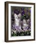 Domestic Cat, 8-Week, Two Fluffy Silver Tabby Kittens Amongst Winter-Flowering Pansies-Jane Burton-Framed Premium Photographic Print