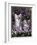 Domestic Cat, 8-Week, Two Fluffy Silver Tabby Kittens Amongst Winter-Flowering Pansies-Jane Burton-Framed Premium Photographic Print