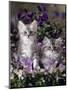 Domestic Cat, 8-Week, Two Fluffy Silver Tabby Kittens Amongst Winter-Flowering Pansies-Jane Burton-Mounted Premium Photographic Print