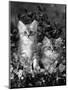 Domestic Cat, 8-Week, Two Fluffy Silver Tabby Kittens Amongst Winter-Flowering Pansies-Jane Burton-Mounted Premium Photographic Print