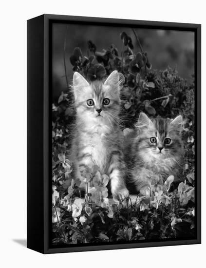 Domestic Cat, 8-Week, Two Fluffy Silver Tabby Kittens Amongst Winter-Flowering Pansies-Jane Burton-Framed Stretched Canvas