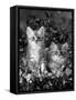 Domestic Cat, 8-Week, Two Fluffy Silver Tabby Kittens Amongst Winter-Flowering Pansies-Jane Burton-Framed Stretched Canvas