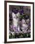 Domestic Cat, 8-Week, Two Fluffy Silver Tabby Kittens Amongst Winter-Flowering Pansies-Jane Burton-Framed Photographic Print