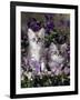 Domestic Cat, 8-Week, Two Fluffy Silver Tabby Kittens Amongst Winter-Flowering Pansies-Jane Burton-Framed Photographic Print