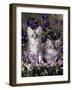 Domestic Cat, 8-Week, Two Fluffy Silver Tabby Kittens Amongst Winter-Flowering Pansies-Jane Burton-Framed Photographic Print