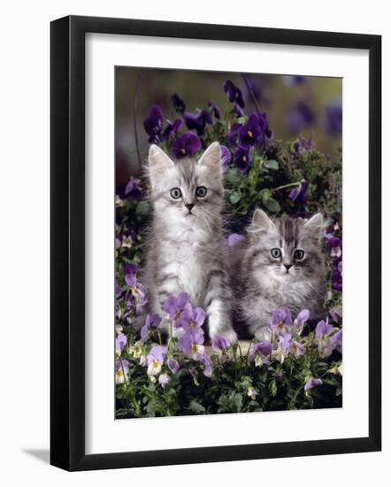 Domestic Cat, 8-Week, Two Fluffy Silver Tabby Kittens Amongst Winter-Flowering Pansies-Jane Burton-Framed Photographic Print