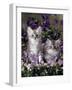 Domestic Cat, 8-Week, Two Fluffy Silver Tabby Kittens Amongst Winter-Flowering Pansies-Jane Burton-Framed Photographic Print