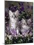 Domestic Cat, 8-Week, Two Fluffy Silver Tabby Kittens Amongst Winter-Flowering Pansies-Jane Burton-Mounted Photographic Print