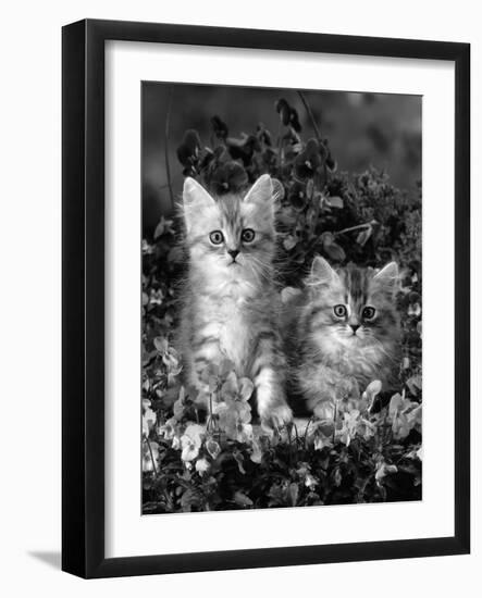 Domestic Cat, 8-Week, Two Fluffy Silver Tabby Kittens Amongst Winter-Flowering Pansies-Jane Burton-Framed Photographic Print