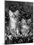 Domestic Cat, 8-Week, Two Fluffy Silver Tabby Kittens Amongst Winter-Flowering Pansies-Jane Burton-Mounted Photographic Print