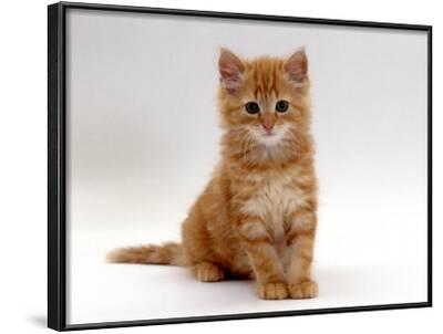Softness Fluffy Ginger Kitty Kitten Photo Art Print Poster 18x12 inch Softness Fluffy Ginger Kitty Kitten Photo Art Print Poster 18x12 inch