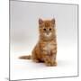 Domestic Cat, 8-Weeks, Fluffy Ginger Male Kitten-Jane Burton-Mounted Photographic Print