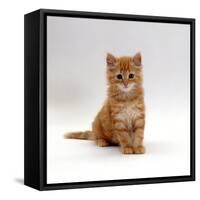 Domestic Cat, 8-Weeks, Fluffy Ginger Male Kitten-Jane Burton-Framed Stretched Canvas