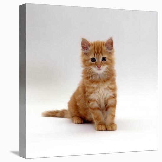 Domestic Cat, 8-Weeks, Fluffy Ginger Male Kitten-Jane Burton-Stretched Canvas