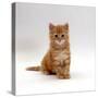 Domestic Cat, 8-Weeks, Fluffy Ginger Male Kitten-Jane Burton-Stretched Canvas