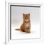 Domestic Cat, 8-Weeks, Fluffy Ginger Male Kitten-Jane Burton-Framed Photographic Print