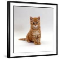 Domestic Cat, 8-Weeks, Fluffy Ginger Male Kitten-Jane Burton-Framed Photographic Print