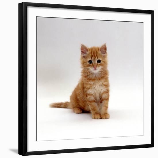 Domestic Cat, 8-Weeks, Fluffy Ginger Male Kitten-Jane Burton-Framed Photographic Print