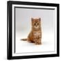 Domestic Cat, 8-Weeks, Fluffy Ginger Male Kitten-Jane Burton-Framed Photographic Print