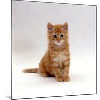 Domestic Cat, 8-Weeks, Fluffy Ginger Male Kitten-Jane Burton-Mounted Photographic Print